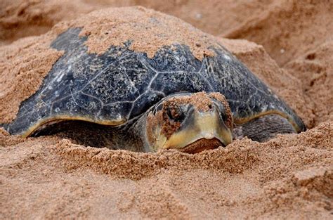 Record 6 37 Lakh Olive Ridley Turtles Arrive At Odishas Rushikulya