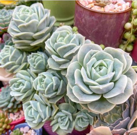 Suculenta Graptoveria Lovely Rose Forma De Rosa R 35 Suculentas