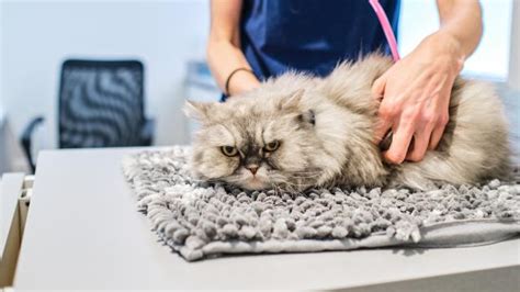 Cat behaviorist shares seven tips for less stressful vet visits — and ...