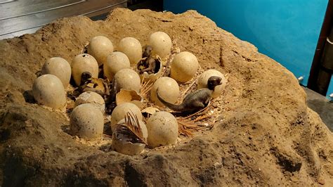 Dinosaur eggs in Natural History Museum, London (OC) : r/Paleontology