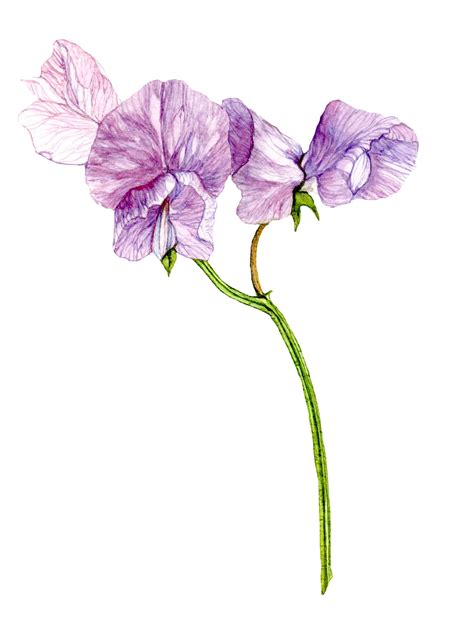 Sweet Pea Watercolor Tattoo Flower Flower Drawing Watercolor Flowers