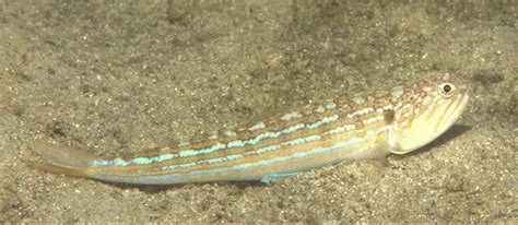 Painted Grinner Fishes Of Chowder Bay Sydney Australia · Inaturalist