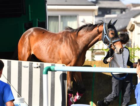 【安田記念】メイケイエールはヴィクトリアm回避の影響なし、吉田助手「雰囲気はいい感じです」 競馬写真ニュース 日刊スポーツ