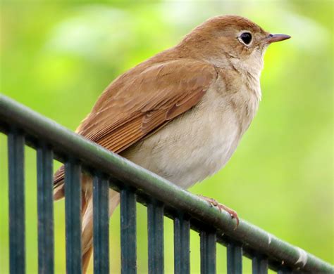 Nightingale pictures gallery | Top Animal Photos