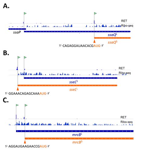 Proteins La Carte Riboproteogenomic Exploration Of Bacterial N