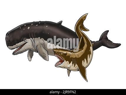 Shark megalodon attacks a prehistoric whale Livyatan. Battle of the ...