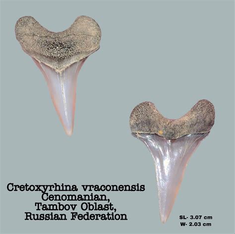 Cretoxyrhina vraconensis - Members Gallery - The Fossil Forum