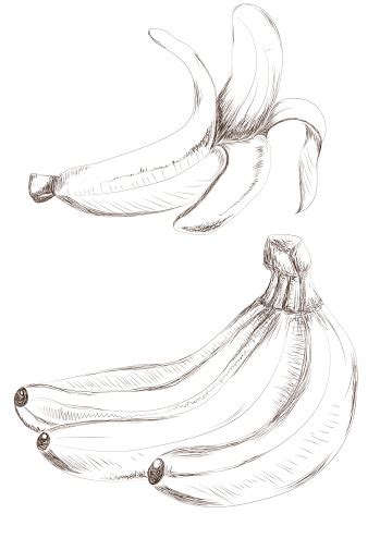 Sketsa Pisang Ilustrasi Stok - Unduh Gambar Sekarang - Alam, Buah, Citra - iStock