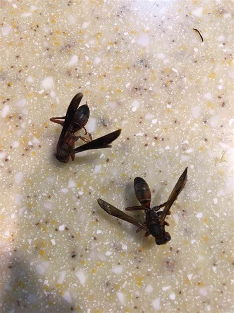 [Memphis, TN] Why do these two wasps from the same nest have different