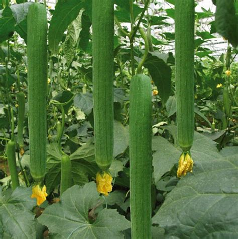 20 Luffa Gourd Loofah Sponge Seeds hột Mướp Hương organic NON-GMO, 2025 ...