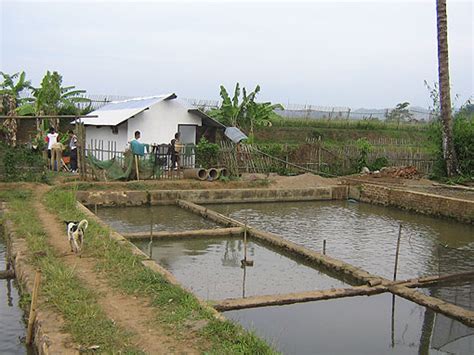 Cara Budidaya Ikan Nila Di Keramba