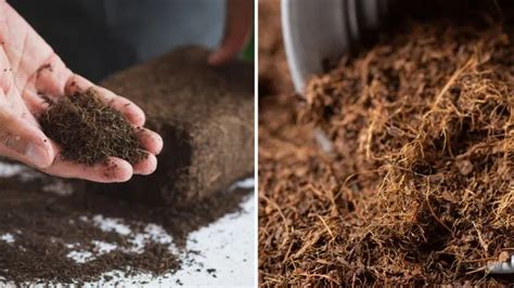 What Is Coco Peat Soil Benefits Uses And How To Make It Nusagro