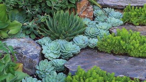 15+ Outdoor Succulent Garden Ideas On Budget