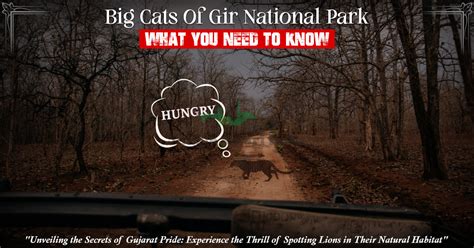 Big Cats Of Gir National Park What You Need To Know