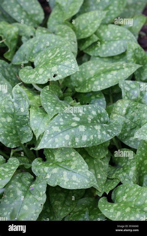 Pulmonaria Leaves Hi Res Stock Photography And Images Alamy