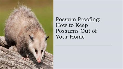 Possum Proofing: How to Keep Possums Out of Your Home by 1800 Possums ...