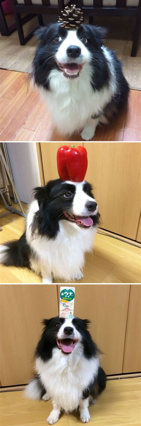 Are Border Collies The Most Intelligent Dogs