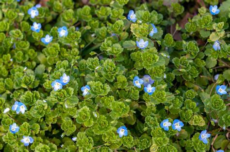 Seeds Of Veronica Repens Creeping Speedwell The Original Garden