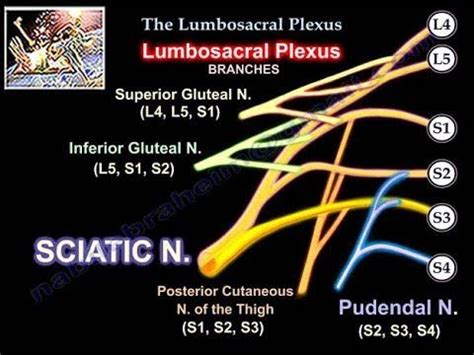 Lumbosacral Plexus Everything You Need To Know Dr Nabil Ebraheim