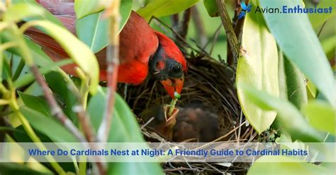 Unveiling The Cardinal S Secret Their Nighttime Nesting Habits