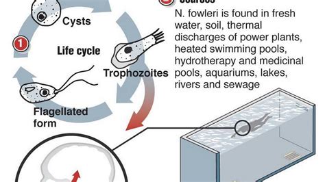 Naegleria Fowleri Life Cycle