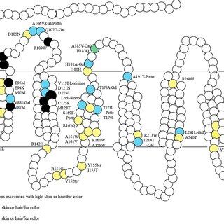 Ancestral state reconstruction of Lorisidae skin color using 1,000... | Download Scientific Diagram