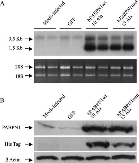 Schematic Representation Of The Inducible Expression Cassette Of The