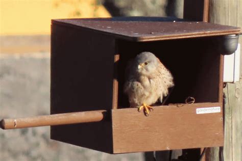 Kestrel Nest Box