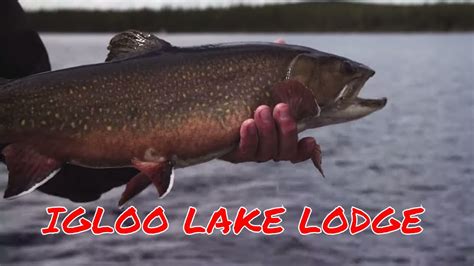 Labrador Dry Fly Fishing Igloo Lake Lodge Youtube