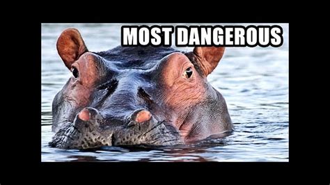 Hippos: Africa s Most Dangerous Animal? Weird Hippopotamus Fun Facts