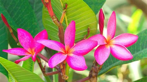 How To Grow Plumeria — The Complete Guide