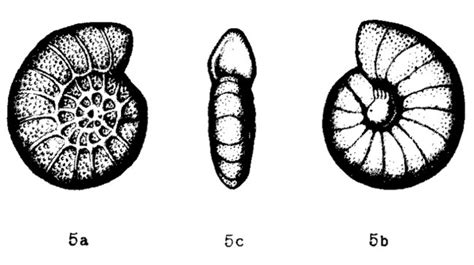 Anomalina Flintii Unknown None Recent Holocene Quaternary Foraminifera