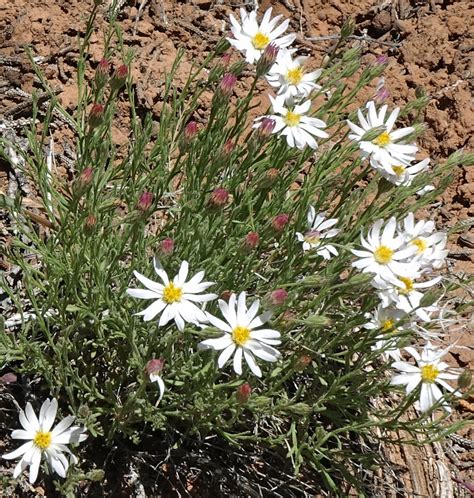 Southwest Colorado Wildflowers Chaetopappa Ericoides