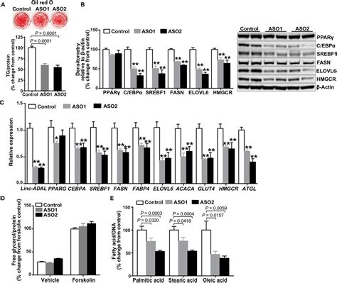 Interrogation Of Nonconserved Human Adipose LincRNAs Identifies A