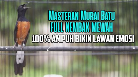 MASTERAN MURAI BATU FULL TEMBAKAN SADIS DAN MEWAH 100 AMPUH BIKIN