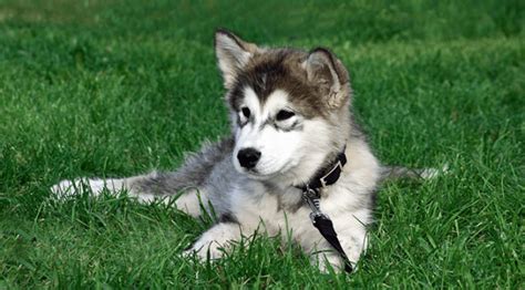 German Shepherd Husky Mix (Facts and Images You'll Love)