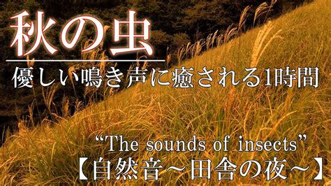 虫の声に癒される1時間鈴虫やコオロギなどの秋の虫の鳴き声を聴く【睡眠癒し作業用asmr】the Sounds Of Insects