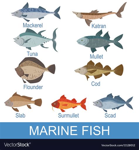 Marine fish identification slate with names Vector Image