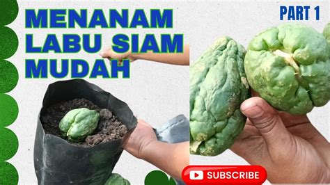 Cara Mudah Tanam Labu Siam Di Polybag Youtube