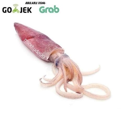 Jual Cumi Segar Gram Fresh Seafood Squid Gr Hasil Laut