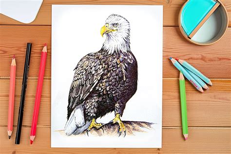 How To Draw A Realistic Eagle