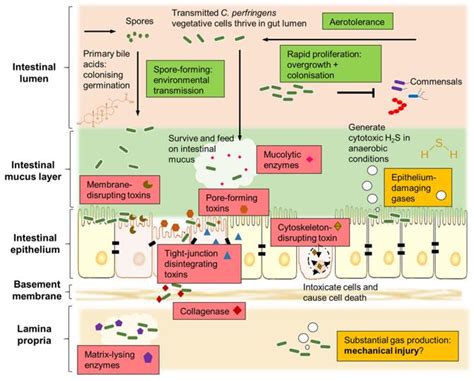 Pathogen Se De Clostridium Perfringens