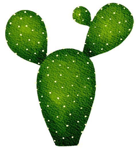 Cactus Suculento Planta Acuarela Png