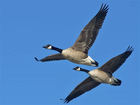 Canada Goose Hunting - Waterfowlers Challenge