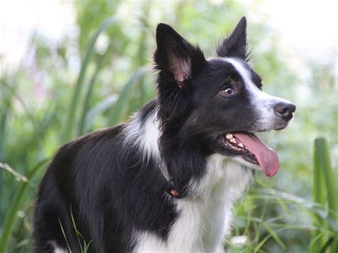 Sheepdog Trials What You Need To Know Pitpat