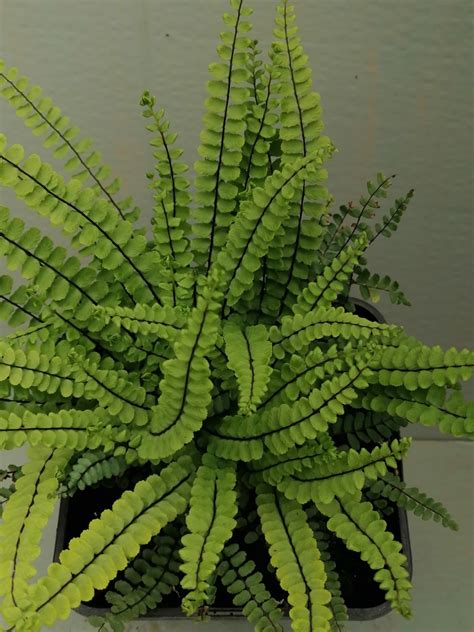 Asplenium trichomanes - Alchemy Ferns York