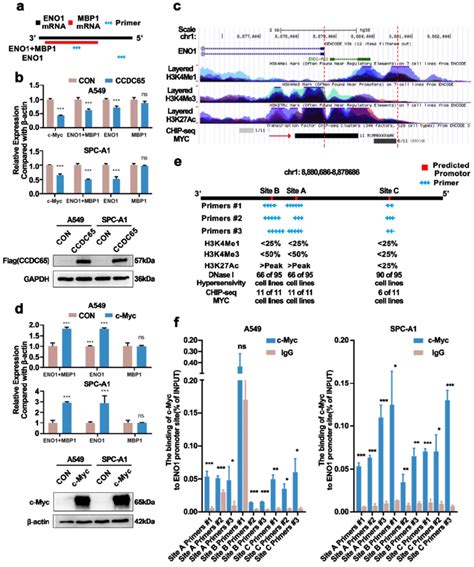 C Myc Bound To The Eno Transcriptional Regulatory Region And Promoted