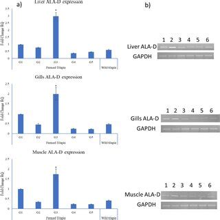 Quantitative RT PCR Of ALA D Gene Expression Of Various Groups And Wild