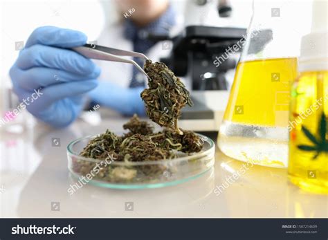 7,116 Cannabis Testing Lab Images, Stock Photos & Vectors | Shutterstock