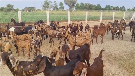 Women Sirohi Female Goat Weight 20 Kg At Rs 230kg In Nagaur Id